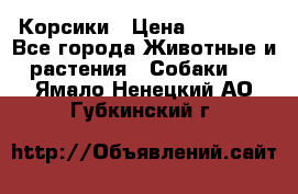 Корсики › Цена ­ 15 000 - Все города Животные и растения » Собаки   . Ямало-Ненецкий АО,Губкинский г.